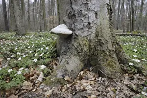 Tree mushroom, wood anemone, mushroom