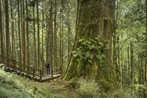 Tree No. 28, Taiwan red cypress