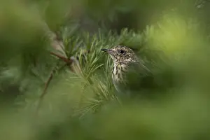 A tree pipit (Anthus trivialis)
