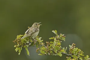 Tree Pipit (Anthus trivialis), adult
