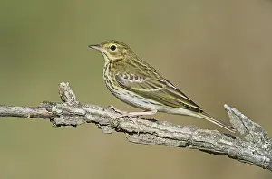 Tree Pipit (Anthus trivialis) perched on a branch