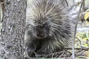 Tree porcupine (Erethizon dorsatum)