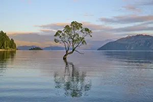A tree protrudes from a lake, with its reflection and surrounded by mountains