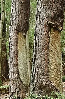 Tree resin extraction, forest, Germany, Europe