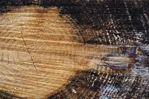 Tree rings and heartwood of a spruce tree (Picea)