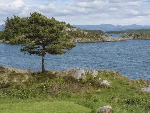 A tree on a rocky shore with a view of the water and forested islands in the background