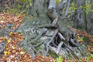 Tree roots of a Beech (Fagus sp)