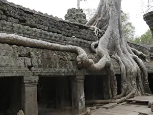 Tree roots grow over the ancient Ta Prohm temple