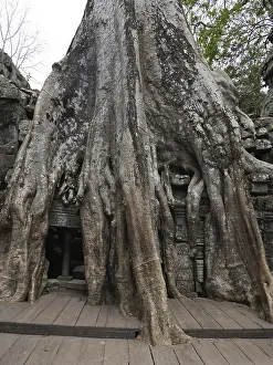 Tree roots grow over the ancient Ta Prohm temple