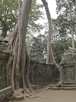 Tree roots grow over the ancient Ta Prohm temple