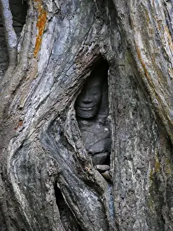 Tree roots grow over the ancient Ta Prohm temple