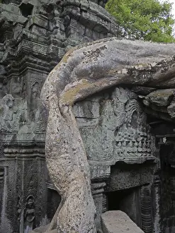 Tree roots grow over the ancient Ta Prohm temple