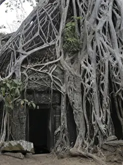 Tree roots grow over the ancient Ta Prohm temple