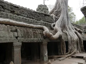 Tree roots grow over the ancient Ta Prohm temple