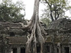 Tree roots grow over the ancient Ta Prohm temple