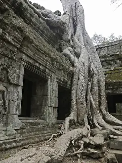 Tree roots grow over the ancient Ta Prohm temple