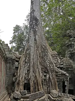 Tree roots grow over the ancient Ta Prohm temple
