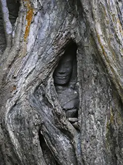 Tree roots grow over the ancient Ta Prohm temple