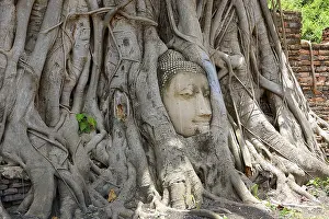 Tree roots growing around a sandstone buddha head in wat mahathat