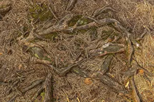 Tree roots and pine needles in the Palatinate Forest