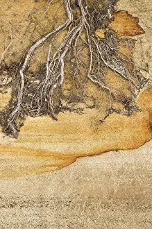 Tree roots revealed due to coastal erosion on a sandy hillside along an Oregon beach The roots intricate patterns