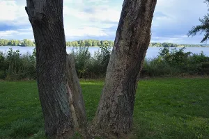 Tree on the shore, Scharmutzelsee