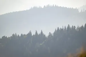 Tree silhouettes against the light in the Vosges Mountains