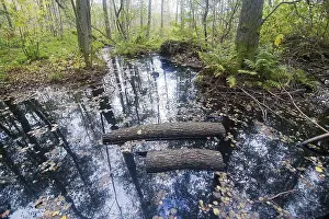 Tree and sky reflection in water in the forest