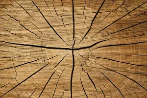 Tree slice with cracks in wood