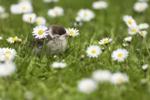 A tree sparrow chick sitting among daisies