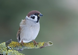 Tree Sparrow (Passer montanus)