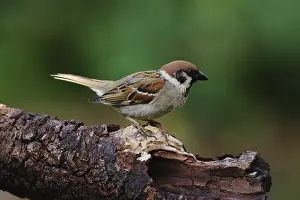 Tree sparrow (Passer montanus)