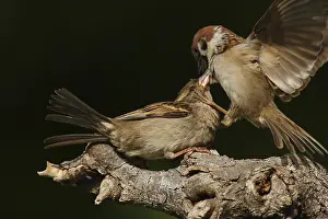 Tree sparrow (Passer montanus)