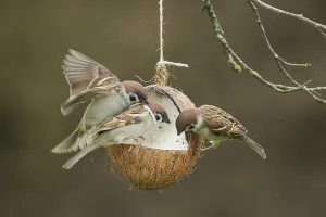 Tree sparrow (Passer montanus)
