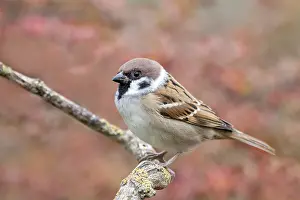Tree sparrow (Passer montanus)