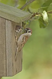 Tree Sparrow (Passer montanus) adult