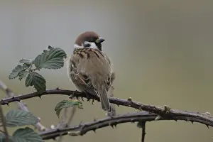 Tree sparrow (Passer montanus) adult bird on a bramble plant branch