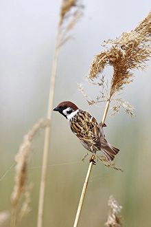 Tree Sparrow (Passer montanus) clinging to a reed