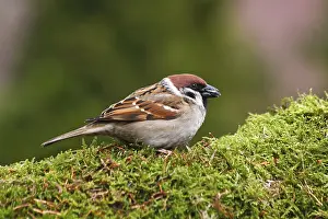 Tree sparrow (Passer montanus) eating sunflower seeds