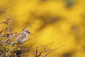 Tree sparrow (Passer montanus) perched in a bush with yellow flower background