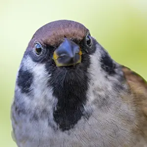Tree sparrow (Passer montanus) portrait photo of head frontal view