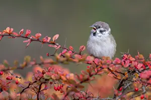Tree sparrow (Passer montanus) sitting in a barberry bush