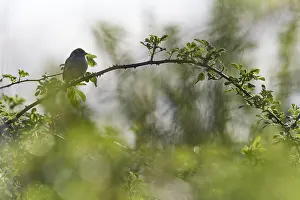 Tree sparrow (Passer montanus) sitting in a blackberry hedge (Rubus sect)
