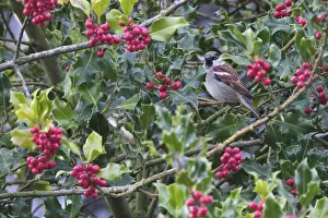 Tree sparrow (Passer montanus) sitting in a European holly (Ilex aquifolium)