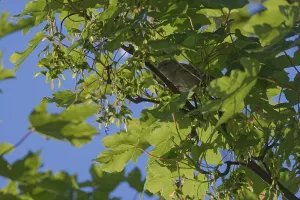 Tree sparrow (Passer montanus) sitting in a sycamore maple (Acer pseudoplatanus)