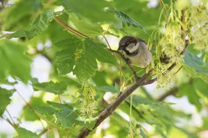 Tree sparrow (Passer montanus) sitting in a sycamore maple (Acer pseudoplatanus)