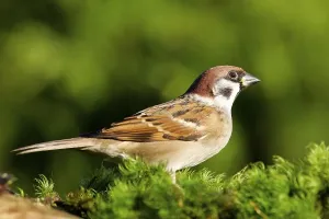 Tree sparrow - sparrows (Passer montanus)