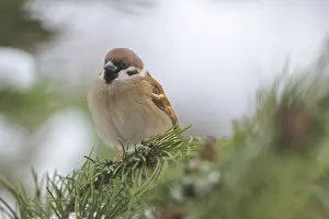 Tree Sparrow in winter.tree Sparrow in winter