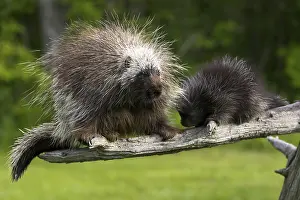 Tree spiny, north american porcupine (Erethizon Dorsatum)