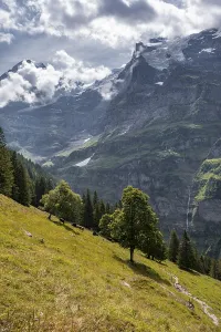 Category Mountain Landscapes Prints: Tree standing on a slope, behind mountains and mountain tops
